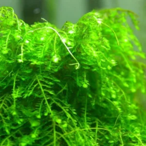 Live Weeping Moss Aquarium Plant - 4oz Cup - Lush Green Aquatic Moss