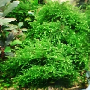 Live Weeping Moss Aquarium Plant - 4oz Cup - Lush Green Aquatic Moss