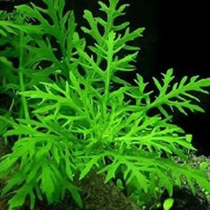 Water Wisteria Live Aquarium Plants 5-7 Stems - Freshwater Aquatic Bundle