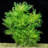 Water Wisteria Live Aquarium Plants 5-7 Stems - Freshwater Aquatic Bundle