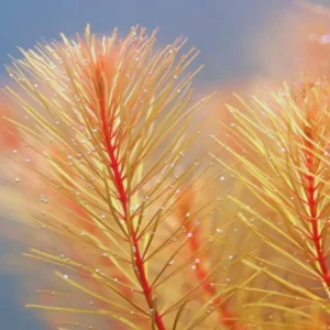 Rotala Wallichii Live Aquarium Plants - Freshwater Bundle - 5-7 Stems