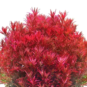 Rotala Rotundifolia Stems - Live Aquarium Plants, Green to Red, 5-7 Stems