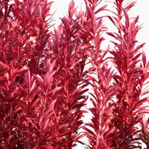 Rotala Rotundifolia Stems - Live Aquarium Plants, Green to Red, 5-7 Stems