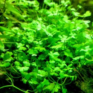 Japanese Dwarf Pennywort Live Aquarium Plant Stems 5-7 Count Freshwater