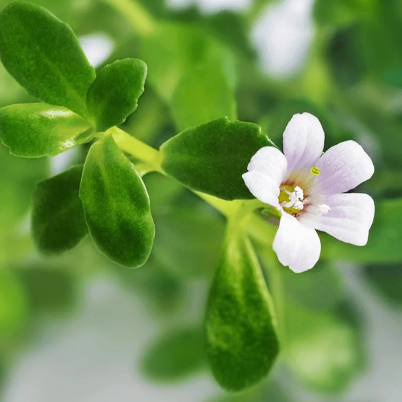 Moneywort Aquarium Plant Live Stems - Freshwater Aquatic Plants