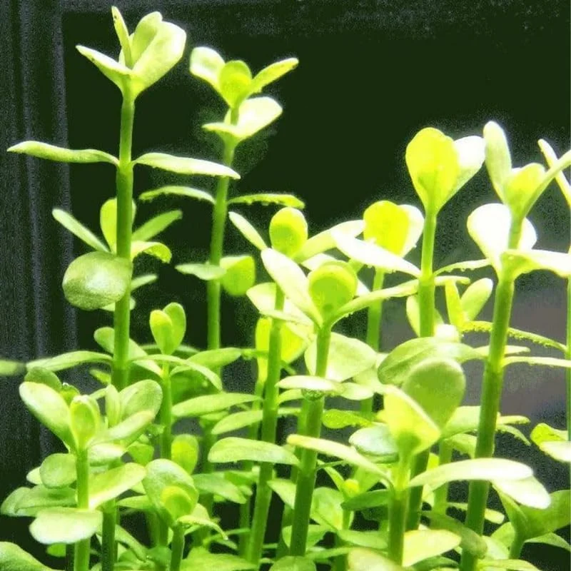 Moneywort Aquarium Plant Live Stems - Freshwater Aquatic Plants