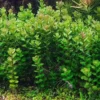 Rotala Rotundifolia Live Aquarium Plants - 5-7 Stems - Freshwater