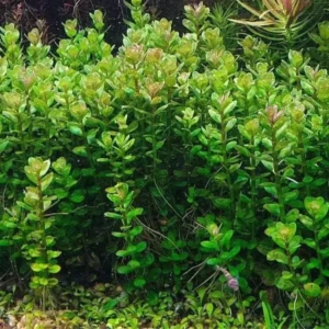 Rotala Rotundifolia Live Aquarium Plants - 5-7 Stems - Freshwater