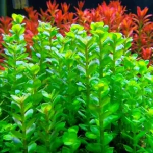 Rotala Rotundifolia Live Aquarium Plants - 5-7 Stems - Freshwater