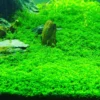 Dwarf Baby Tears Aquarium Plant - Live Aquatic Portion for Freshwater Tanks