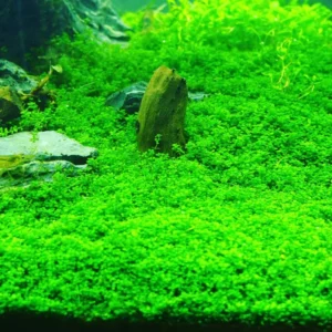 Dwarf Baby Tears Aquarium Plant - Live Aquatic Portion for Freshwater Tanks