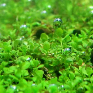 Dwarf Baby Tears Aquarium Plant - Live Aquatic Portion for Freshwater Tanks