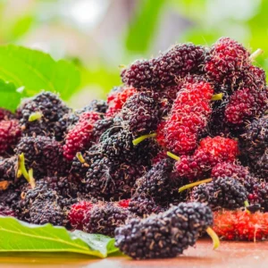 Mulberry Tree Live Plant - Edible Berry Seedlings, Outdoor Planting, 4-8 Inches