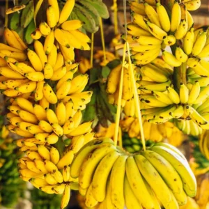 Banana Trees Live Plants - 2 Pack - Easy to Grow, Cold Hardy, Compact Size