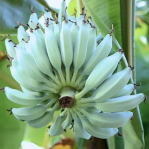 Banana Tree Live Plant - High Yield Tropical Fruit Plant, 5-7 Inch Tall, No Pot