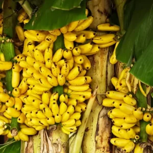 Banana Tree Live Plant - High Yield Tropical Fruit Plant, 5-7 Inch Tall, No Pot