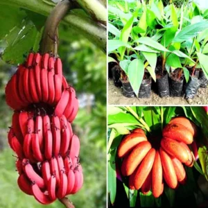 Banana Tree Live Plant - High Yield Tropical Fruit Plant, 5-7 Inch Tall, No Pot