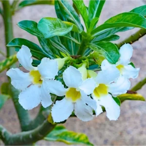 Desert Rose Plant Live Seedlings - 4-5 Inch Starter Plant - Colorful Blooms