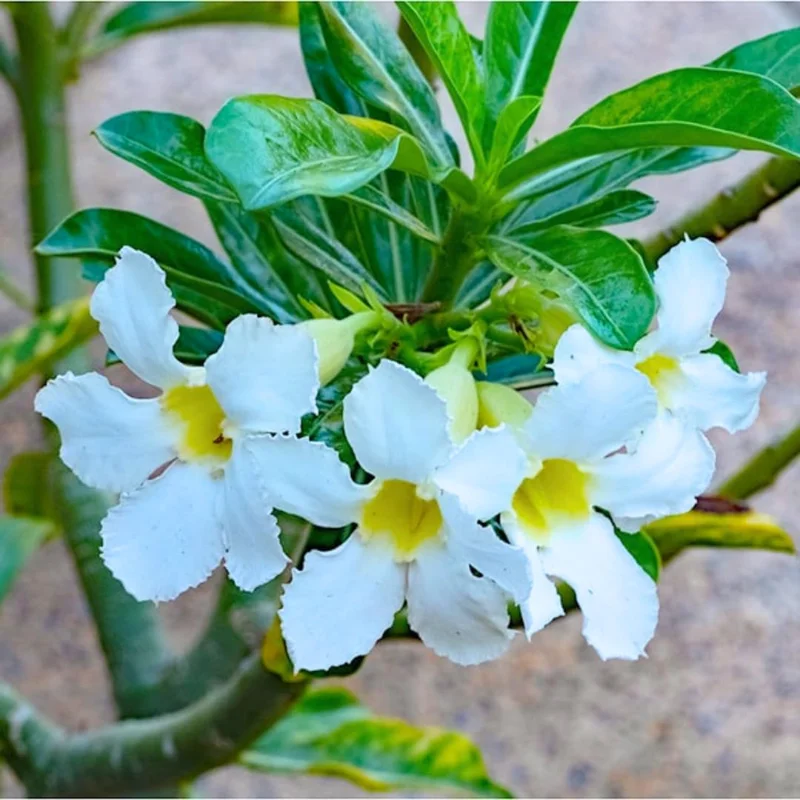 Desert Rose Plant Live Seedlings - 4-5 Inch Starter Plant - Colorful Blooms