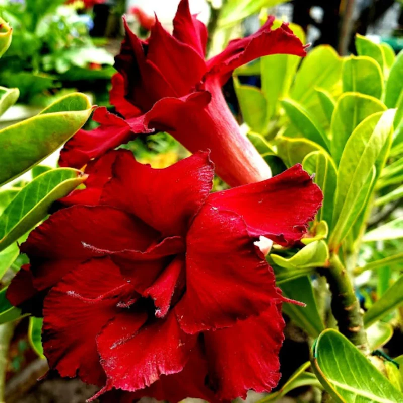 Desert Rose Live Plants Seedlings - 2 Adenium Obesum, 4-6 Inches, Cold Hardy Plants