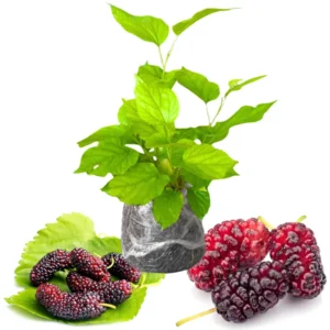 Mulberry Tree Starter Plant - 6-8 Inches Tall - Edible Fruit - Live Outdoor Planting