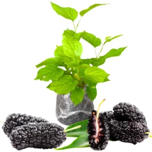 Mulberry Tree Starter Plant - 6-8 Inches Tall - Edible Fruit - Live Outdoor Planting