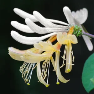 Honeysuckle Plants Live - Lonicera Vine - Climbing Fragrant - Garden Ready