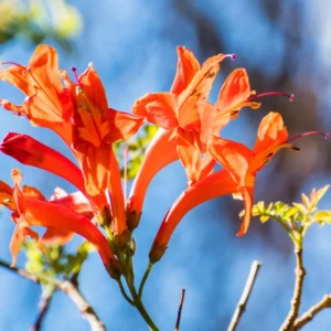 Honeysuckle Plants Live - Lonicera Vine - Climbing Fragrant - Garden Ready