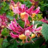 Honeysuckle Vine Live Plant 4-10 Inches Cold Hardy Fragrant Climbing