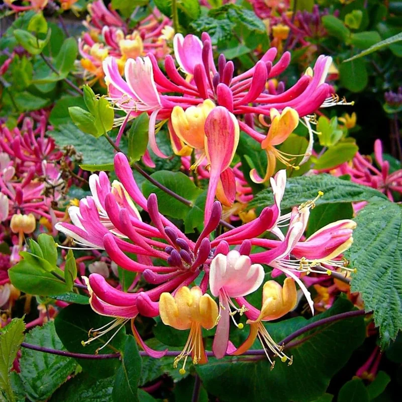 Honeysuckle Vine Live Plant 4-10 Inches Cold Hardy Fragrant Climbing