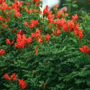 Honeysuckle Vine Live Plant 4-10 Inches Cold Hardy Fragrant Climbing