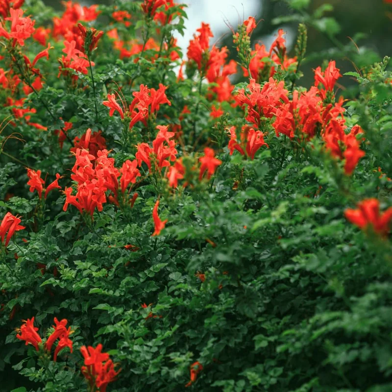 Honeysuckle Vine Live Plant 4-10 Inches Cold Hardy Fragrant Climbing