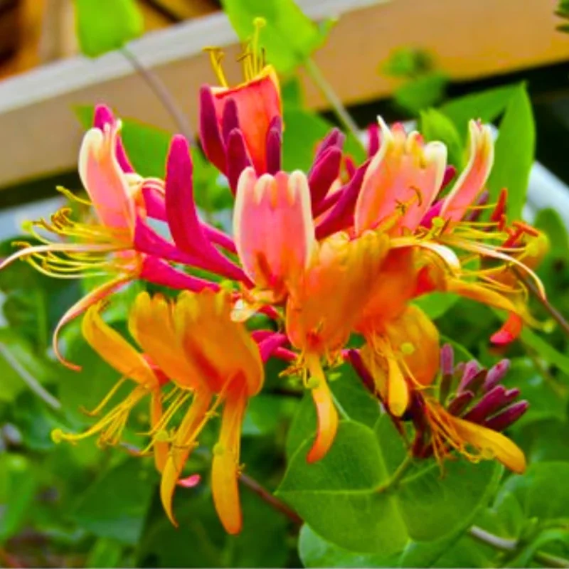 Honeysuckle Vine Live Plant 4-10 Inches Cold Hardy Fragrant Climbing