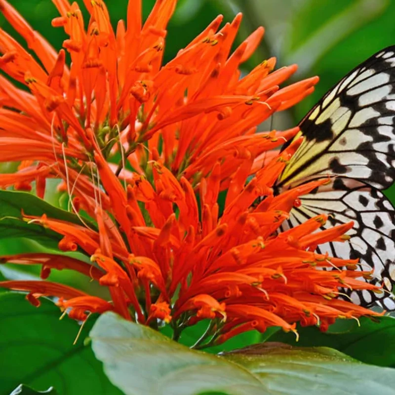 Honeysuckle Vine Live Plant 4-10 Inches Cold Hardy Fragrant Climbing