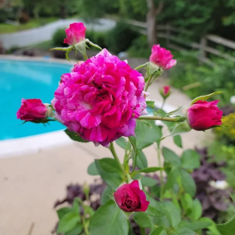 Climbing Rose Plants Live Tree Starter 4-9 Inch Colorful Blooms Outdoor Vining Roses