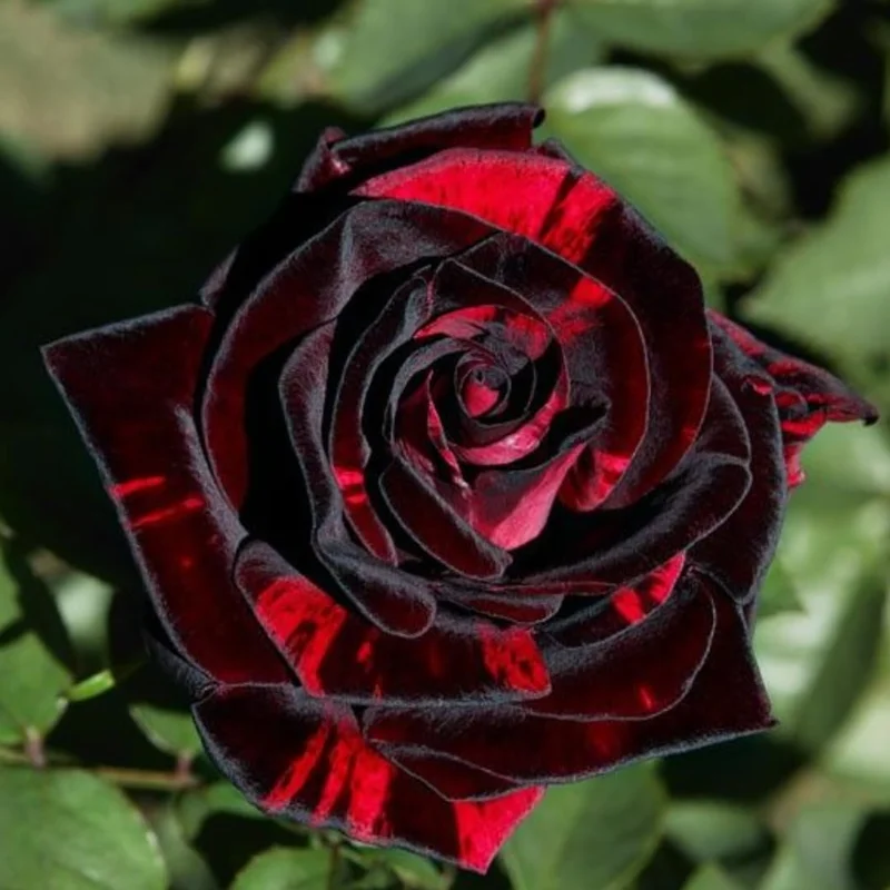 Climbing Rose Plants Live Tree Starter 4-9 Inch Colorful Blooms Outdoor Vining Roses