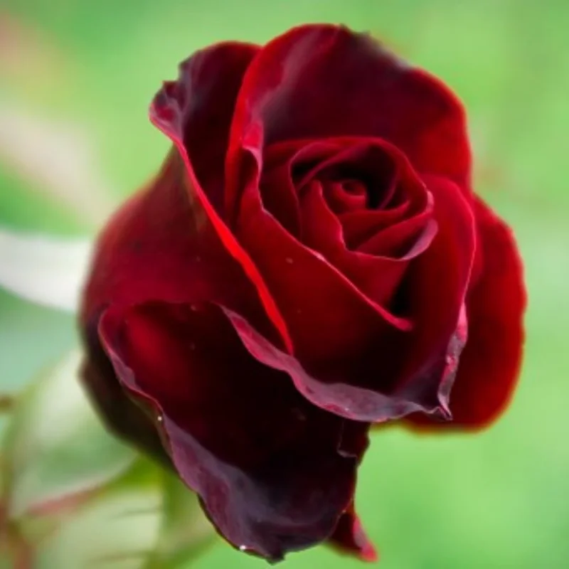 Velvet Black Rose