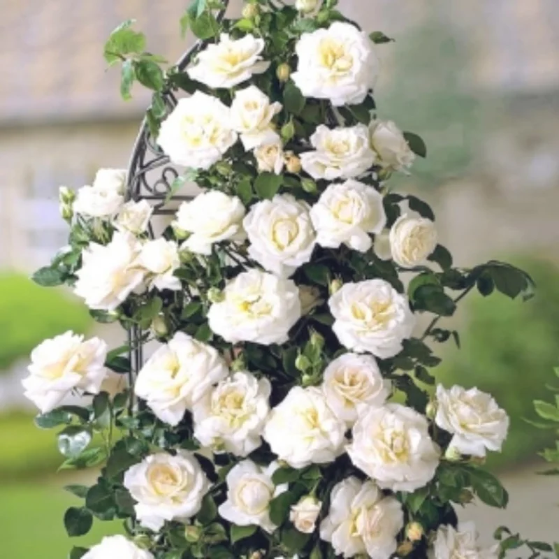 Climbing Rose Plants Live Tree, Fragrant Roses Bushes, 4-9 Inch Starter, Colorful Blooms, Outdoor Vining Roses