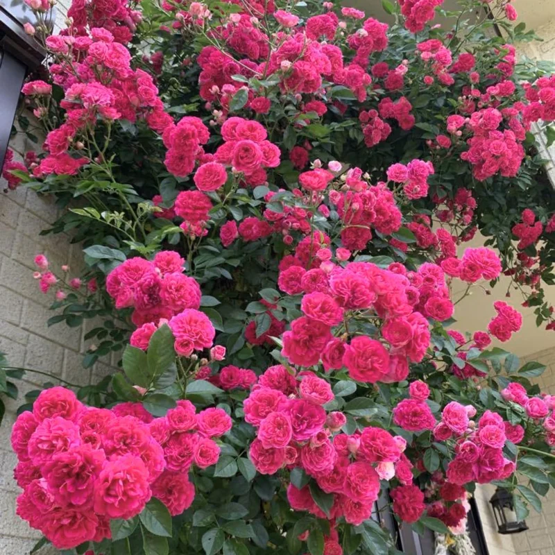 Climbing Rose Plants Live Tree, Fragrant Roses Bushes, 4-9 Inch Starter, Colorful Blooms, Outdoor Vining Roses