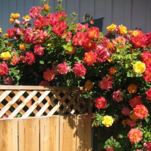 Climbing Rose Plants Live Tree, Fragrant Roses Bushes, 4-9 Inch Starter, Colorful Blooms, Outdoor Vining Roses