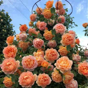 Climbing Rose Plants Live Tree, Fragrant Roses Bushes, 4-9 Inch Starter, Colorful Blooms, Outdoor Vining Roses