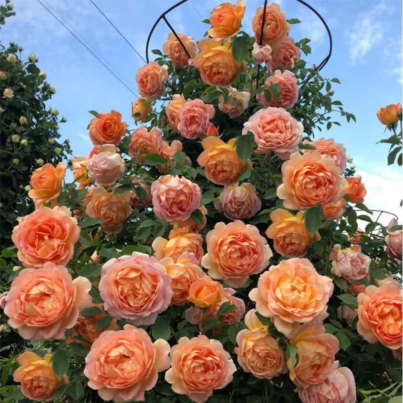 Climbing Rose Plants Live Tree, Fragrant Roses Bushes, 4-9 Inch Starter, Colorful Blooms, Outdoor Vining Roses