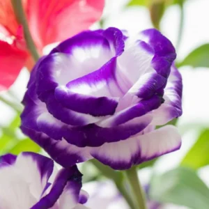 Eustoma Lisianthus Plant Live Plug - 3-5