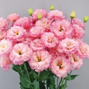 Eustoma Lisianthus Plant Live Plug - 3-5