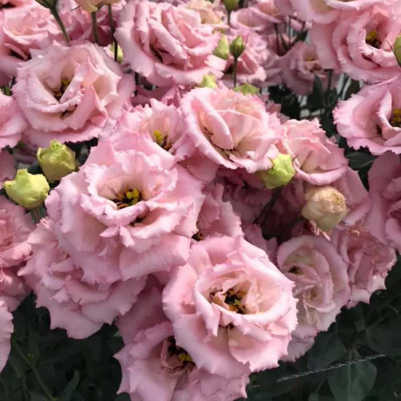 Lisianthus Eustoma Live Plants - 2 Plug Size Texas Bluebell Thornless Love Rose Starter