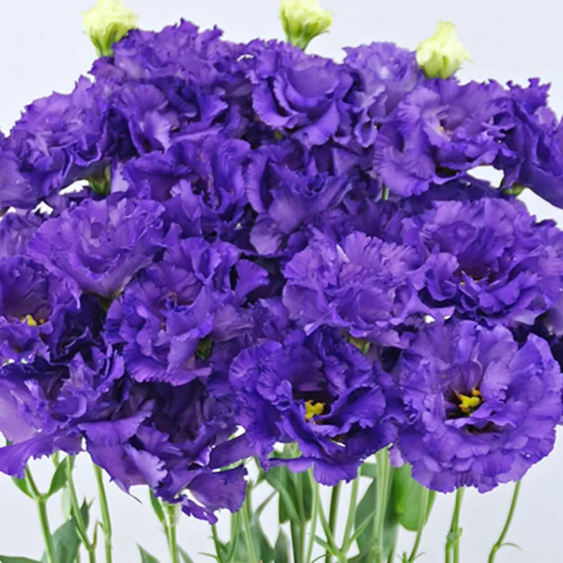 Lisianthus Eustoma Live Plants - 2 Plug Size Texas Bluebell Thornless Love Rose Starter