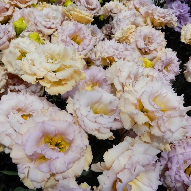 Lisianthus Eustoma Live Plants - 2 Plug Size Texas Bluebell Thornless Love Rose Starter