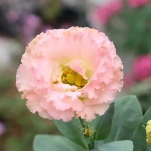 Eustoma Lisianthus Live Plants - 3 Starter Plugs, Thornless Love Rose, Zones 8-10