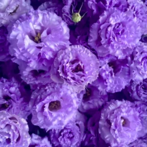 Eustoma Lisianthus Live Plants - 3 Starter Plugs, Thornless Love Rose, Zones 8-10