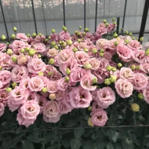 Eustoma Lisianthus Live Plants - 3 Starter Plugs, Thornless Love Rose, Zones 8-10